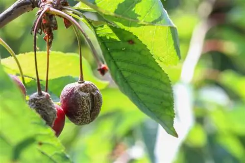 Enfermedades de la cereza ácida