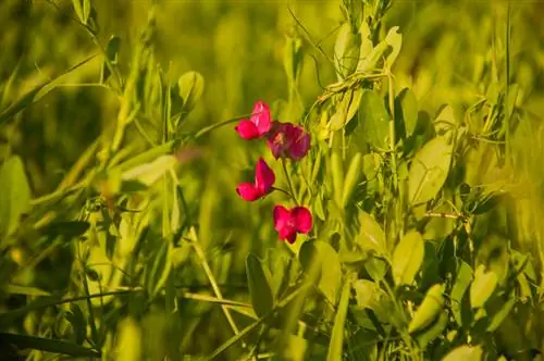 Sorg vir soet ertjies: wenke vir blom en geurige plante