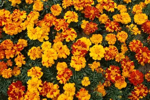 Tagetes en el jardín: ¿Qué variedades son las más fáciles de cuidar?