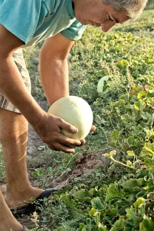 Uji kematangan: Kapan melon benar-benar matang?