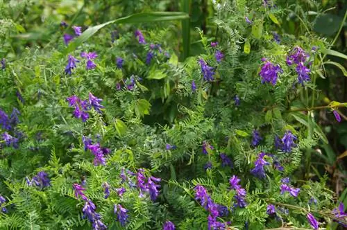 Planter des pois de senteur