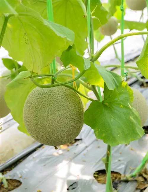 Plant honeydew melon