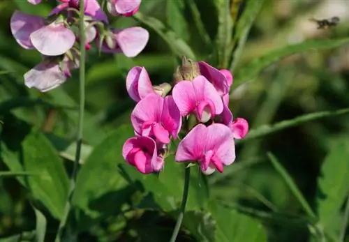 Geharde wikke: Hoe herken ek dit in die tuin?