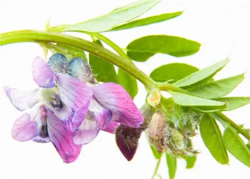 Vetch species: Discover the diversity of these plants