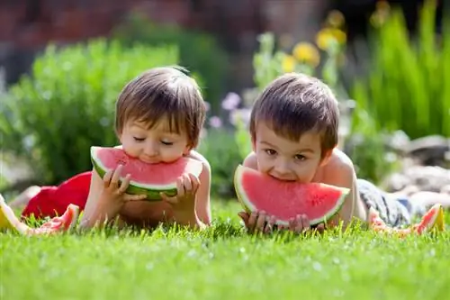 Origin of watermelon: A delicious journey around the world