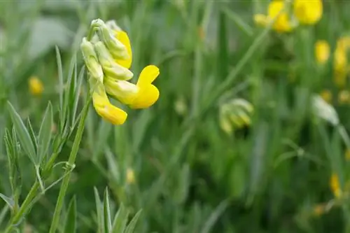 Vetch təhlükəlidir