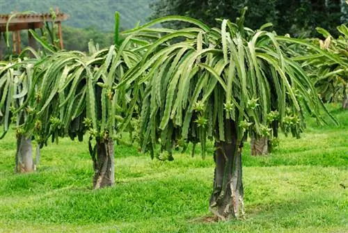 Dragon fruit cultivation