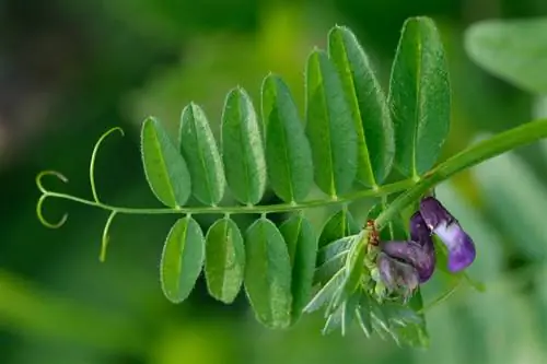 Plantă cățărătoare de măzică: sfaturi pentru îngrijire și plantare