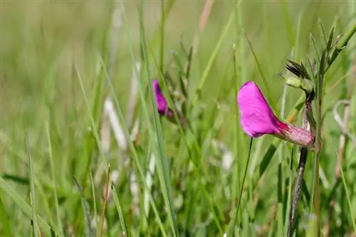 Semillas de arveja: Coseche, almacene y plante con éxito