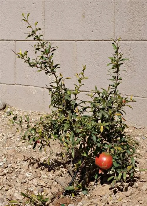 Niente fiori sul melograno: cosa fare e perché?