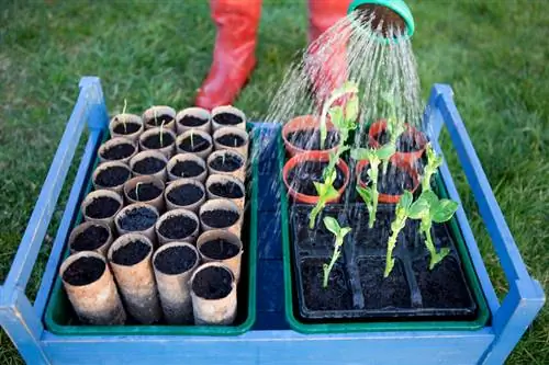 Vetch sowing