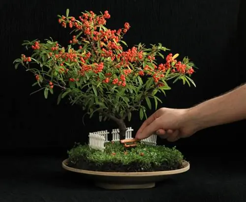 Bonsai od vatrenog trna: Kako ga uzgajati i kako se brinuti o njemu