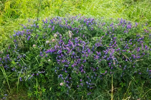 Getting rid of sweet peas in the garden: Practical tips and tricks