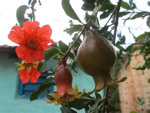 Pomegranate Ujerumani