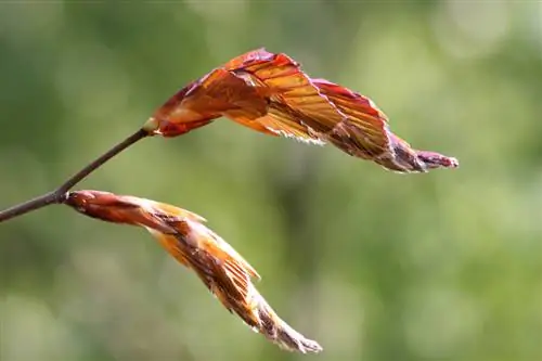 Beech ya Ulaya kwenye bustani: Je, ni wakati gani unaofaa wa kupanda?