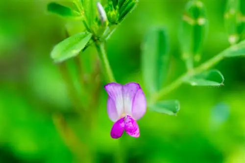 Sny soet ertjies: Dit is hoe jy die prag van blomme bevorder