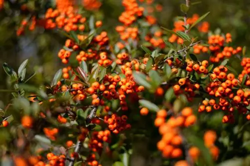 Firethorn pensas: Kuinka istuttaa ja hoitaa sitä oikein