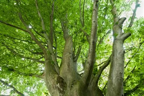 Europeisk bokbark: igenkänning, egenskaper och speciella egenskaper