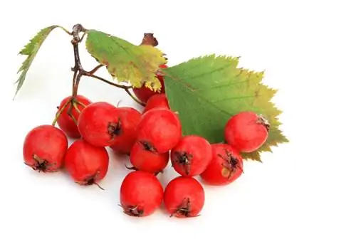 Ukungu wa moto, upele na ukungu: Jinsi ya kulinda hawthorn yako