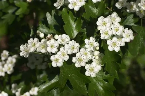 Which hawthorn species are native to Germany?