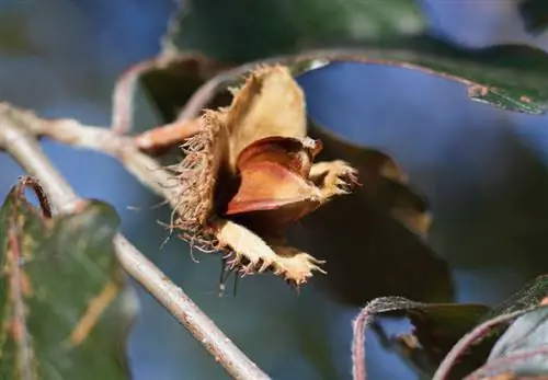 Voortplanting van gewone beuk: Dit is hoe dit werk met steggies en saai