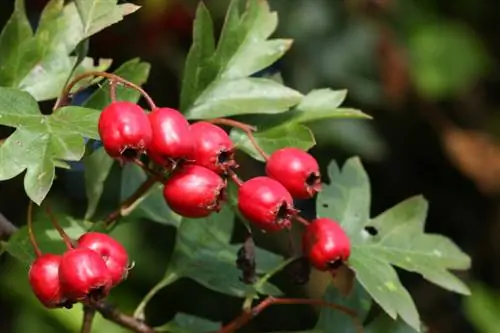 Hawthorn Fruits: Helse og kardiovaskulær støtte?