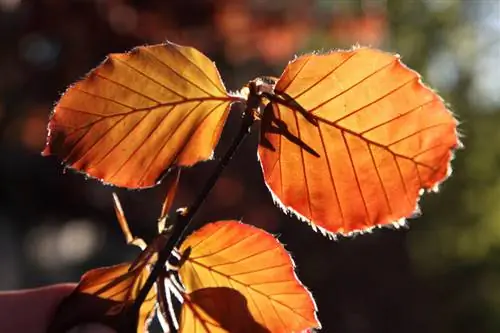 Prezzo europeo del faggio: quanto costa l'albero per il giardino e la siepe?