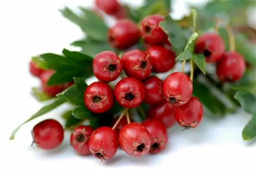 Hawthorn: Poisonous or he althy? Benefits and Uses