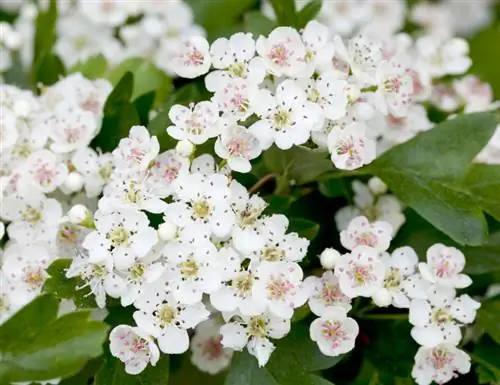 Masa berbunga Hawthorn