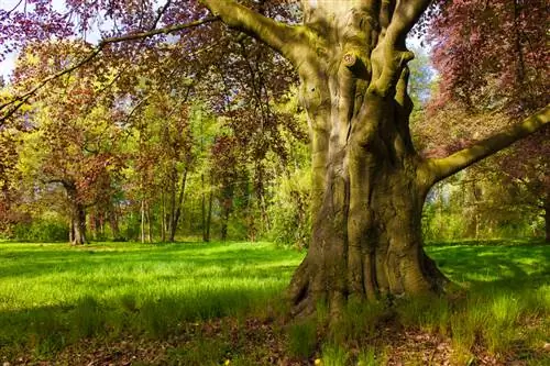 Faggio europeo rigoglioso: le migliori condizioni per il tuo albero