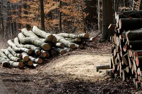 Табиғи медицинадағы еуропалық бук: ол не істей алады?