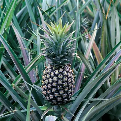 Ananas profil