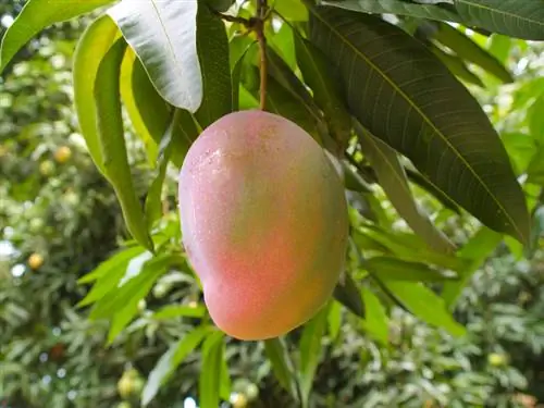 Versare il mango