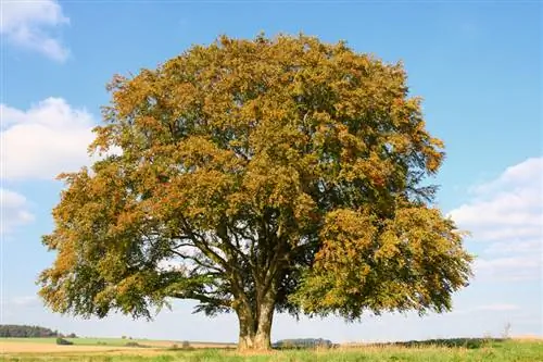 বিচ: বাগানে প্রোফাইল, প্রকার এবং ব্যবহার