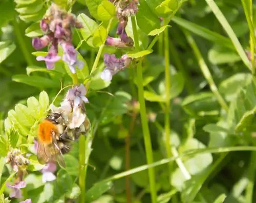 Sand vetch: Noj tau, qab thiab noj qab nyob zoo rau cov zaub mov