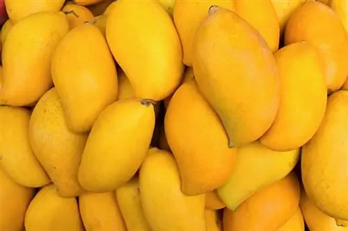 Cultivar mangos con éxito: instrucciones paso a paso