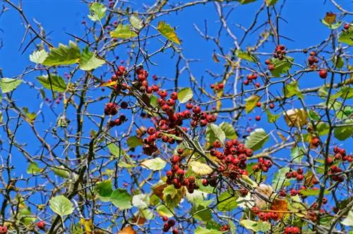 Perbanyak hawthorn