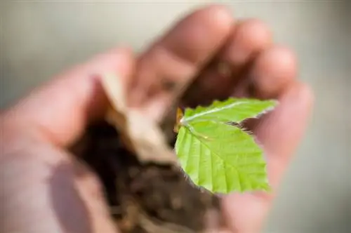 Beuk planten