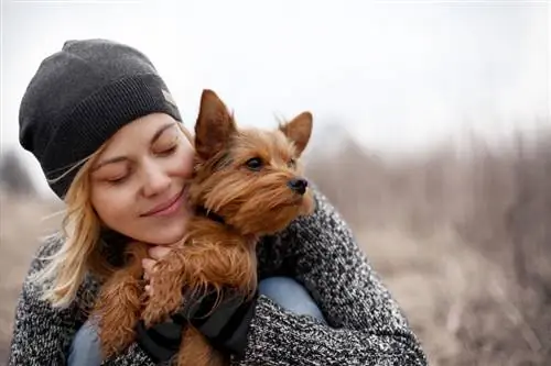 Köpekler için mango