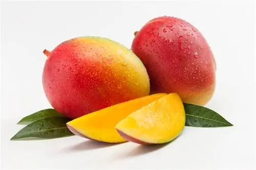 Specii de mango