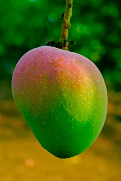 Cuidado del árbol de mango