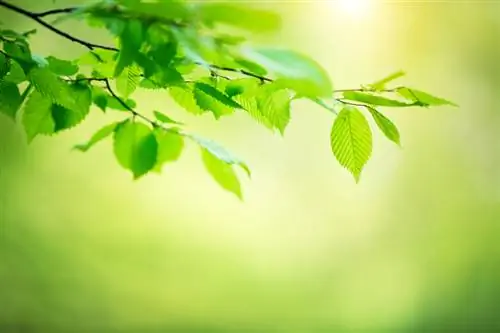 Foglie di faggio: riconoscere, curare e concimare nel proprio giardino