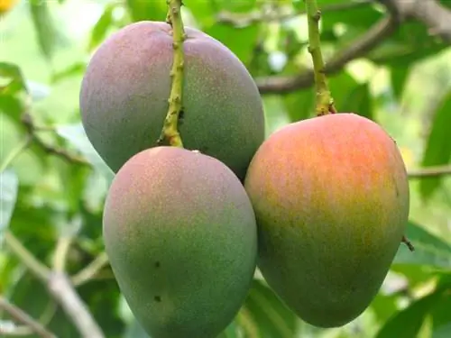 Origine de la mangue