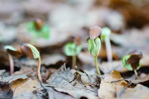 Multiplication des hêtres : Comment le faire avec des graines, des boutures, etc