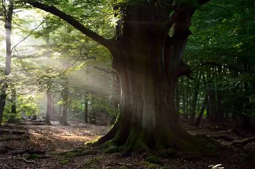 Old beech trees: How do you recognize their age and significance?