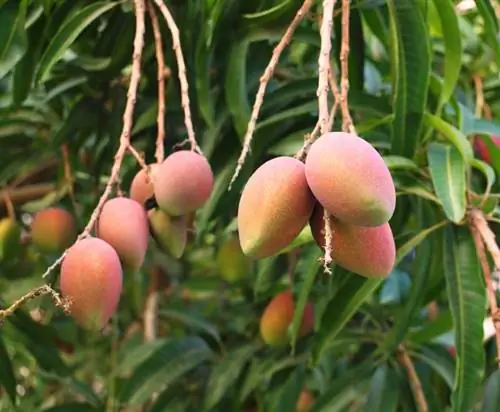 Mango in Duitsland: Watter variëteite is beskikbaar?