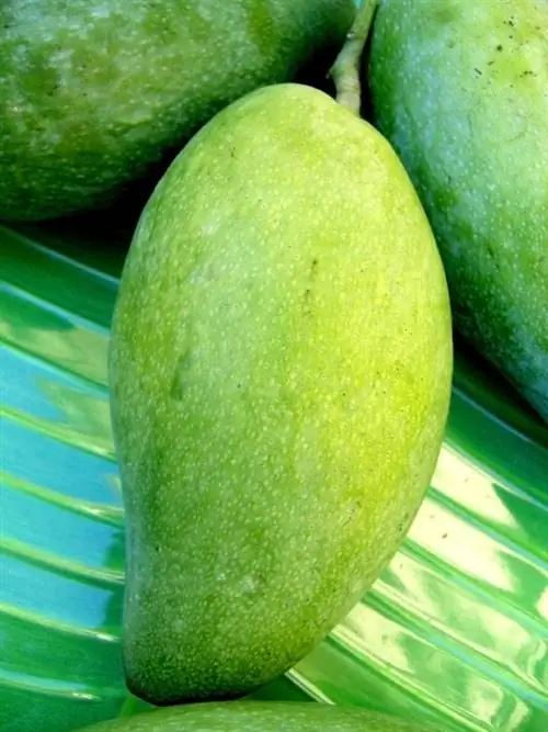 Biarkan mangga masak: Ini menjadikannya sangat manis dan berair