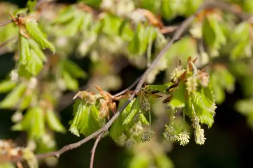 Beech blossoms