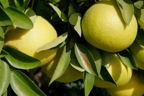 De teelt van pomelo's