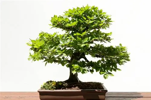 Beech sebagai bonsai: tips perawatan untuk pemula dan profesional